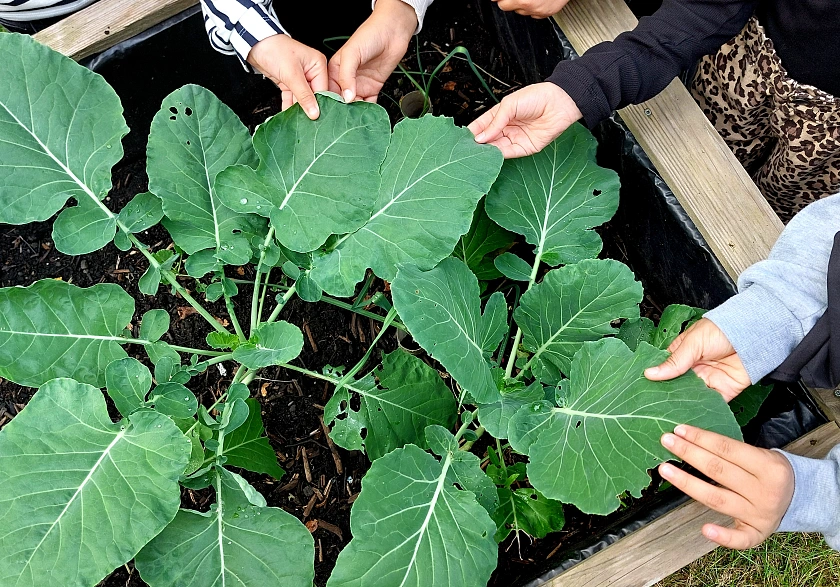 Kinderh&auml;nde ber&uuml;hren Kohlrabibl&auml;tter im Garten.
