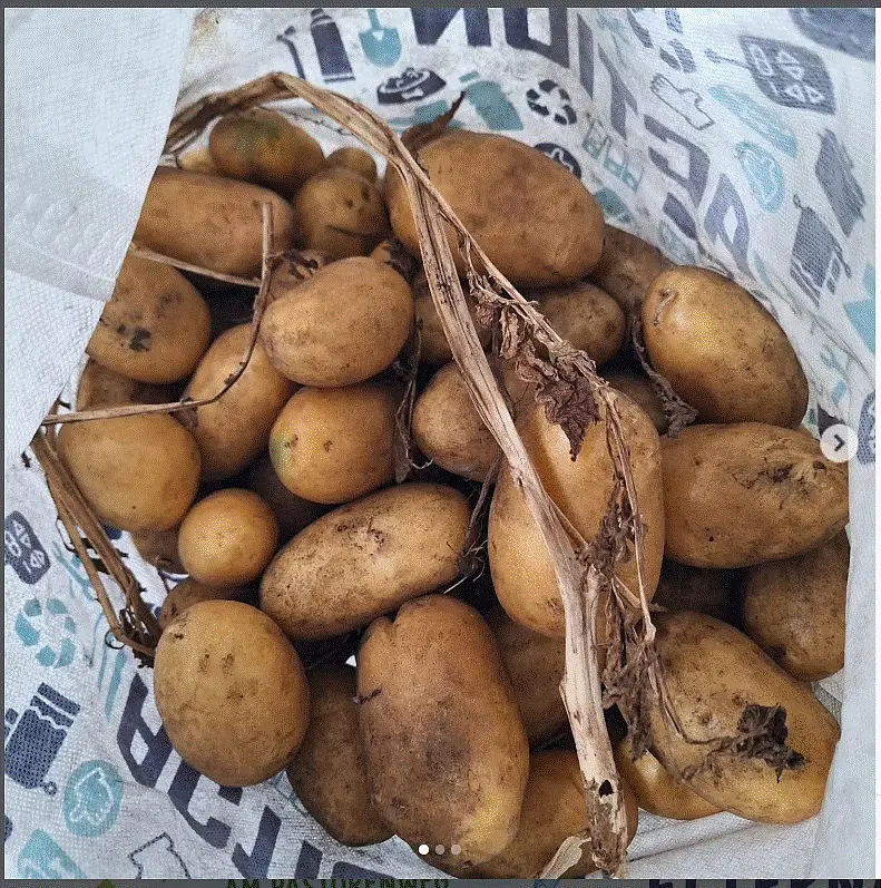 Kartoffeln im Korb