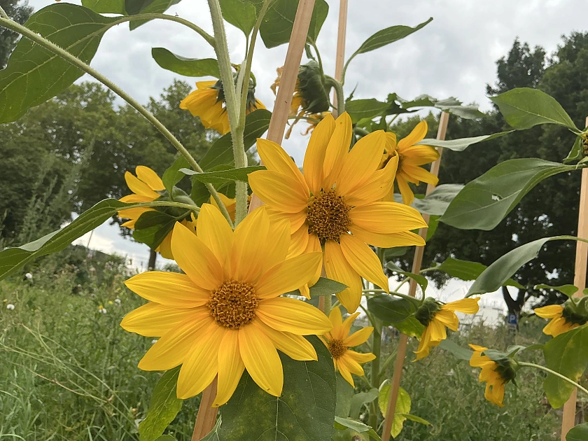 gelbe Sonnenblumenbl&uuml;ten