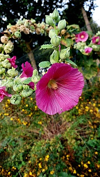 rote Malvenblüten